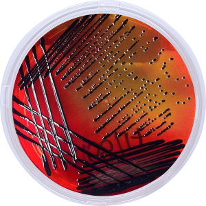 Salmonella colony